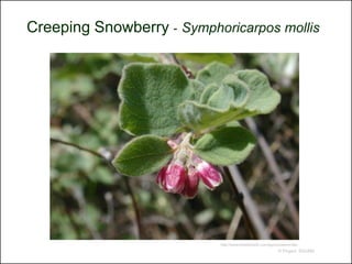 Creeping Snowberry - Symphoricarpos mollis




                           http://www.timetotrack.com/jay/snowbml.htm
                                                          © Project SOUND
 