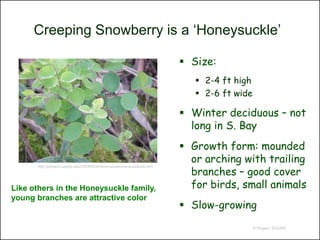 Creeping Snowberry is a ‘Honeysuckle’

                                                                              Size:
                                                                                 2-4 ft high
                                                                                 2-6 ft wide

                                                                              Winter deciduous – not
                                                                               long in S. Bay
                                                                              Growth form: mounded
                                                                               or arching with trailing
                                                                               branches – good cover
       http://polyland.calpoly.edu/OVERVIEW/Archives/derome/woodlands.html




Like others in the Honeysuckle family,                                         for birds, small animals
young branches are attractive color
                                                                              Slow-growing
                                                                                                © Project SOUND
 