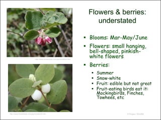 Flowers & berries:
                                                                                understated

                                                                            Blooms: Mar-May/June
                                                                            Flowers: small hanging,
                                                                             bell-shaped, pinkish-
                              http://www.timetotrack.com/jay/snowbml.htm
                                                                             white flowers
                                                                            Berries:
                                                                                 Summer
                                                                                 Snow-white
                                                                                 Fruit: edible but not great
                                                                                 Fruit-eating birds eat it:
                                                                                  Mockingbirds, Finches,
                                                                                  Towhees, etc


http://www.timetotrack.com/jay/snowbml3.htm                                                      © Project SOUND
 