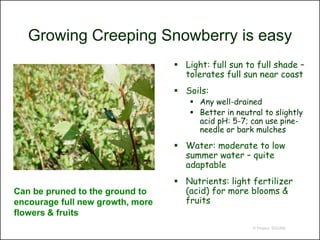 Growing Creeping Snowberry is easy
                                   Light: full sun to full shade –
                                    tolerates full sun near coast
                                   Soils:
                                       Any well-drained
                                       Better in neutral to slightly
                                        acid pH: 5-7; can use pine-
                                        needle or bark mulches

                                   Water: moderate to low
                                    summer water – quite
                                    adaptable
                                   Nutrients: light fertilizer
Can be pruned to the ground to      (acid) for more blooms &
encourage full new growth, more     fruits
flowers & fruits
                                                       © Project SOUND
 