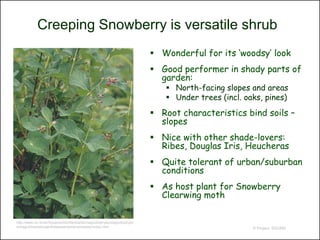 Creeping Snowberry is versatile shrub
                                                                                Wonderful for its ‘woodsy’ look
                                                                                Good performer in shady parts of
                                                                                 garden:
                                                                                   North-facing slopes and areas
                                                                                   Under trees (incl. oaks, pines)
                                                                                Root characteristics bind soils –
                                                                                 slopes
                                                                                Nice with other shade-lovers:
                                                                                 Ribes, Douglas Iris, Heucheras
                                                                                Quite tolerant of urban/suburban
                                                                                 conditions
                                                                                As host plant for Snowberry
                                                                                 Clearwing moth

http://www.nic.funet.fi/pub/sci/bio/life/plants/magnoliophyta/magnoliophytin
a/magnoliopsida/caprifoliaceae/symphoricarpos/index.html                                                 © Project SOUND
 