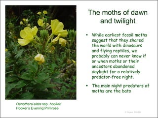 The moths of dawn
                                   and twilight
                                While earliest fossil moths
                                 suggest that they shared
                                 the world with dinosaurs
                                 and flying reptiles, we
                                 probably can never know if
                                 or when moths or their
                                 ancestors abandoned
                                 daylight for a relatively
                                 predator-free night.

                                The main night predators of
                                 moths are the bats

Oenothera elata ssp. hookeri
Hooker’s Evening Primrose
                                                 © Project SOUND
 