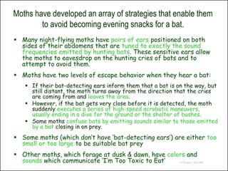 Moths have developed an array of strategies that enable them
        to avoid becoming evening snacks for a bat.
 Many night-flying moths have pairs of ears positioned on both
  sides of their abdomens that are tuned to exactly the sound
  frequencies emitted by hunting bats. These sensitive ears allow
  the moths to eavesdrop on the hunting cries of bats and to
  attempt to avoid them.
 Moths have two levels of escape behavior when they hear a bat:
     If their bat-detecting ears inform them that a bat is on the way, but
      still distant, the moth turns away from the direction that the cries
      are coming from and leaves the area.
     However, if the bat gets very close before it is detected, the moth
      suddenly executes a series of high-speed acrobatic maneuvers,
      usually ending in a dive for the ground or the shelter of bushes.
     Some moths confuse bats by emitting sounds similar to those emitted
      by a bat closing in on prey.
 Some moths (which don’t have ‘bat-detecting ears’) are either too
  small or too large to be suitable bat prey
 Other moths, which forage at dusk & dawn, have colors and
  sounds which communicate ‘I’m Too Toxic to Eat’    © Project SOUND
 