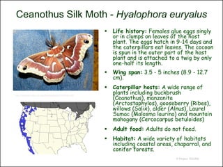 Ceanothus Silk Moth - Hyalophora euryalus
                                                            Life history: Females glue eggs singly
                                                             or in clumps on leaves of the host
                                                             plant. The eggs hatch in 9-14 days and
                                                             the caterpillars eat leaves. The cocoon
                                                             is spun in the outer part of the host
                                                             plant and is attached to a twig by only
                                                             one-half its length.
                                                            Wing span: 3.5 - 5 inches (8.9 - 12.7
                                                             cm).
                                                            Caterpillar hosts: A wide range of
                                                             plants including buckbrush
                                                             (Ceanothus), manzanita
http://nathistoc.bio.uci.edu/lepidopt/saturn/He/He.htm


                                                             (Arctostaphylos), gooseberry (Ribes),
                                                             willows (Salix), alder (Alnus), Laurel
                                                             Sumac (Malosma laurina) and mountain
                                                             mahogany (Cercocarpus betuloides)
                                                            Adult food: Adults do not feed.
                                                            Habitat: A wide variety of habitats
                                                             including coastal areas, chaparral, and
                                                             conifer forests.
                                                                                      © Project SOUND
 