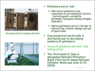 Pollinators are at risk:
                                        Non-native pollinators are
                                         vulnerable to environmental factors
                                         - limited genetic variability
                                         [Example: Honeybee Colony Collapse
                                         Disorder]
                                        Native pollinators are at risk due to
                                         habitat loss, climate change and use
                                         of pesticides
Honeybee Colony Collapse Disorder
                                     Crop production world-wide is
                                      decreasing due to decreasing
                                      numbers of pollinators
                                     So we all should be worried – and
                                      taking action
                                     The third week of June is
                                      designated National Pollinators
                                      Week (The fourth annual National
                                      Pollinator Week was June 21-27,
                                      2010)!
                                                                 © Project SOUND
 
