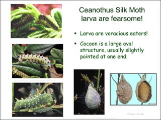 Ceanothus Silk Moth
                                                             larva are fearsome!

                                                          Larva are voracious eaters!
                                                          Cocoon is a large oval
                                                           structure, usually slightly
                                                           pointed at one end.



http://nathistoc.bio.uci.edu/lepidopt/saturn/He/He.htm




                                                                                                                  © Project SOUND

                                                         http://nathistoc.bio.uci.edu/lepidopt/saturn/He/He.htm
 