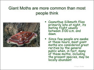 Giant Moths are more common than most
              people think

                  Ceanothus Silkmoth flies
                   primarily late at night, its
                   mating flight usually
                   between 3:00 a.m. and
                   dawn.
                  Since few people are awake
                   at these hours, most giant
                   moths are considered great
                   rarities by the general
                   public when, in fact, many
                   of these moths, including
                   the present species, may be
                   locally abundant
                                      © Project SOUND
 