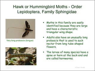 Hawk or Hummingbird Moths - Order
                 Lepidoptera, Family Sphingidae

                                                                  Moths in this family are easily
                                                                   identified because they are large
                                                                   and have a characteristic
                                                                   triangular wing shape.

                                                                  Adults also have an unusually long
 Very long proboscis (tongue)                                      proboscis that is used to suck
                                                                   nectar from long tube-shaped
                                                                   flowers.

                                                                  The larvae of many species have a
                                                                   spine or horn at the back end and
                                                                   are called hornworms.

http://www.arizonensis.org/sonoran/fieldguide/arthropoda/hyles
_lineata.html                                                                             © Project SOUND
 