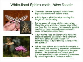 White-lined Sphinx moth, Hiles lineata
                                                                           The most common Sphingid in California.
                                                                            Especially common in desert areas.
                                                                           Adults have a whitish stripe running the
                                                                            length of the forewing.
                                                                           During years of heavy winter rains, when
                                                                            there is a wide variety of annual plants that
                                                                            are food for the larvae, this sporadic species
                                                                            may be very common and can occasionally
 http://people.uleth.ca/~dan.johnson/dj_IRF.htm
                                                                            occur in tremendous numbers.
                                                                           Adult moths feed on nectar while hovering
                                                                            around blossoms. Because of this behavior,
                                                                            they have often been mistaken for
                                                                            hummingbirds. Adults fly only in late spring
                                                                            and summer.
                                                                           White lined sphinx moths and other moths in
                                                                            this family are especially important pollinators
                                                                            of desert plants having large white, fragrant
                                                                            flowers. Two favorites are Jimson weed
                                                                            (Datura meteloides) and primrose (Oenothera
                                                                            sp.) which open their flowers at sunset.
http://fireflyforest.net/firefly/2006/03/30/white-lined-sphinx-moths/
                                                                                                            © Project SOUND
 