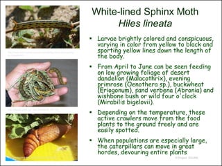 White-lined Sphinx Moth
                                                                    Hiles lineata
                                                                Larvae brightly colored and conspicuous,
                                                                 varying in color from yellow to black and
                                                                 sporting yellow lines down the length of
                                                                 the body.
http://www.arizonensis.org/sonoran/fieldguide/arthropoda/hyl
es_lineata.html




                                                                From April to June can be seen feeding
                                                                 on low growing foliage of desert
                                                                 dandelion (Malacothrix), evening
                                                                 primrose (Oenothera sp.), buckwheat
                                                                 (Eriogonum), sand verbena (Abronia) and
                                                                 wishbone bush or wild four o'clock
                                                                 (Mirabilis bigelovii).
                                                                Depending on the temperature, these
http://people.uleth.ca/~dan.johnson/dj_IRF.htm


                                                                 active crawlers move from the food
                                                                 plants to the ground freely and are
                                                                 easily spotted.
                                                                When populations are especially large,
                                                                 the caterpillars can move in great
                                                                 hordes, devouring entire plants
http://www.silkmoths.bizland.com/hlinelin.htm                                               © Project SOUND
 