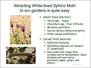 Attracting White-lined Sphinx Moth
                  to our gardens is quite easy
                                                                        Adult food (nectar)
                                                                                 Salvia spp. - Sages
                                                                                 Oenothera spp – Four O’Clocks
                                                                                 Mirabilis multiflora
                                                                                 Sacred datura (Datura wrightii),
                                                                                 Other annual wildflowers

                                                                        Larval food sources
                                                                               California fuchsias
                                                                               Oenothera species (O. hookeri;
                                                                                O. caespitosa)
                                                                               Very wide host range that
                                                                                includes native Buckwheats, Sand
                                                                                Verbena and non-native
                                                                                portulaca, apple, grape, and
                                                                                others.
                                                                                                      © Project SOUND
http://www.arizonensis.org/sonoran/fieldguide/arthropoda/hyles_lineata.html
 