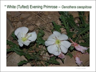 * White (Tufted) Evening Primrose – Oenothera caespitosa




                                             © Project SOUND
 