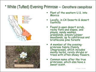 * White (Tufted) Evening Primrose – Oenothera caespitosa
                                                                         Plant of the western U.S. into
                                                                          Mexico
                                                                         Locally, in CA Deserts & desert
                                                                          foothills
                                                                         Found in open desert scrub,
                                                                          rocky flats and slopes, and
                                                                          playas, sandy washes,
                                                                          grasslands, pinyon/juniper
                                                                          woodlands, up to coniferous and
                                                                          bristlecone pine forests
http://ucjeps.berkeley.edu/cgi-bin/get_JM_treatment.pl?5263,5471,5473

                                                                         A member of the evening-
                                                                          primrose family (family
                                                                          Onagraceae), which includes
                                                                          mainly herbs, rarely shrubs or
                                                                          trees with often showy flowers.
                                                                         Common name after the true
                                                                          primroses, which also have a
                                                                          sweet scent.
                                                                                               © Project SOUND
   http://www.em.ca/garden/native/nat_oenothera_caespitosa.html
 