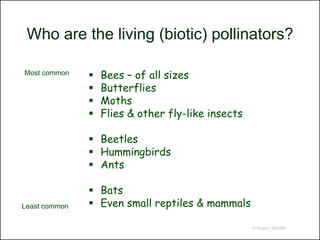 Who are the living (biotic) pollinators?

Most common       Bees – of all sizes
                  Butterflies
                  Moths
                  Flies & other fly-like insects

                Beetles
                Hummingbirds
                Ants

                Bats
Least common    Even small reptiles & mammals

                                                    © Project SOUND
 