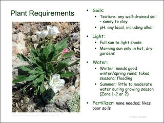  Soils:
Plant Requirements                                               Texture: any well-drained soil
                                                                  – sandy to clay
                                                                 pH: any local, including alkali

                                                             Light:
                                                                 Full sun to light shade
                                                                 Morning sun only in hot, dry
                                                                  gardens

                                                             Water:
                                                                 Winter: needs good
                                                                  winter/spring rains; takes
                                                                  seasonal flooding
                                                                 Summer: little to moderate
                                                                  water during growing season
                                                                  (Zone 1-2 or 2)

                                                             Fertilizer: none needed; likes
                                                               poor soils
http://swbiodiversity.org/seinet/taxa/index.php?taxon=672
                                                                                  © Project SOUND
 