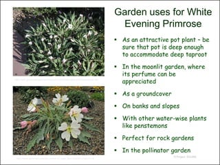 Garden uses for White
                                                                          Evening Primrose
                                                                          As an attractive pot plant – be
                                                                           sure that pot is deep enough
                                                                           to accommodate deep taproot

                                                                          In the moonlit garden, where
                                                                           its perfume can be
http://web.gccaz.edu/glendalelibrary/GLIS%20Oenothera%20caespitosa.htm
                                                                           appreciated

                                                                          As a groundcover

                                                                          On banks and slopes

                                                                          With other water-wise plants
                                                                           like penstemons

                                                                          Perfect for rock gardens

                                                                          In the pollinator garden
                                                                                              © Project SOUND
 http://www.windmillnurseryinc.com/m12_view_item.html?m12:item=119
 