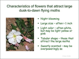 Characteristics of flowers that attract large
       dusk-to-dawn flying moths

                      Night-blooming
                      Large size – often > 1 inch
                      Light color – often white,
                       but may be light yellow or
                       pink
                      Tubular shape – those that
                       attract the large moths
                      Sweetly scented – may be
                       overpoweringly so

                                         © Project SOUND
 