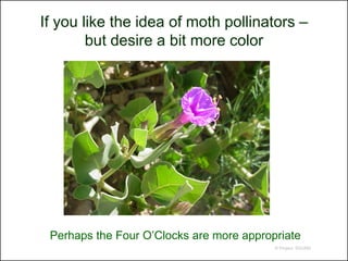 If you like the idea of moth pollinators –
        but desire a bit more color




 Perhaps the Four O’Clocks are more appropriate
                                          © Project SOUND
 