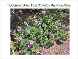 * Colorado (Giant) Four O’Clock – Mirabilis multiflora




  http://www.swcoloradowildflowers.com/pink%20enlarged%20photo%20pages/mirabilis.htm   © Project SOUND
 