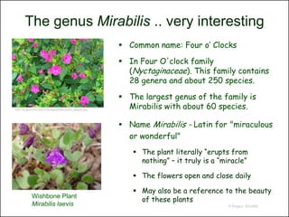 The genus Mirabilis .. very interesting
                                                         Common name: Four o’ Clocks

                                                         In Four O'clock family
                                                          (Nyctaginaceae). This family contains
                                                          28 genera and about 250 species.

                                                         The largest genus of the family is
http://a.gerard4.free.fr/images3/Mirabilis_jalapa.jpg
                                                          Mirabilis with about 60 species.

                                                         Name Mirabilis - Latin for "miraculous
                                                          or wonderful"
                                                            The plant literally “erupts from
                                                             nothing” – it truly is a “miracle”

                                                            The flowers open and close daily

                                                            May also be a reference to the beauty
            Wishbone Plant
                                                             of these plants
            Mirabilis laevis                                                            © Project SOUND
 