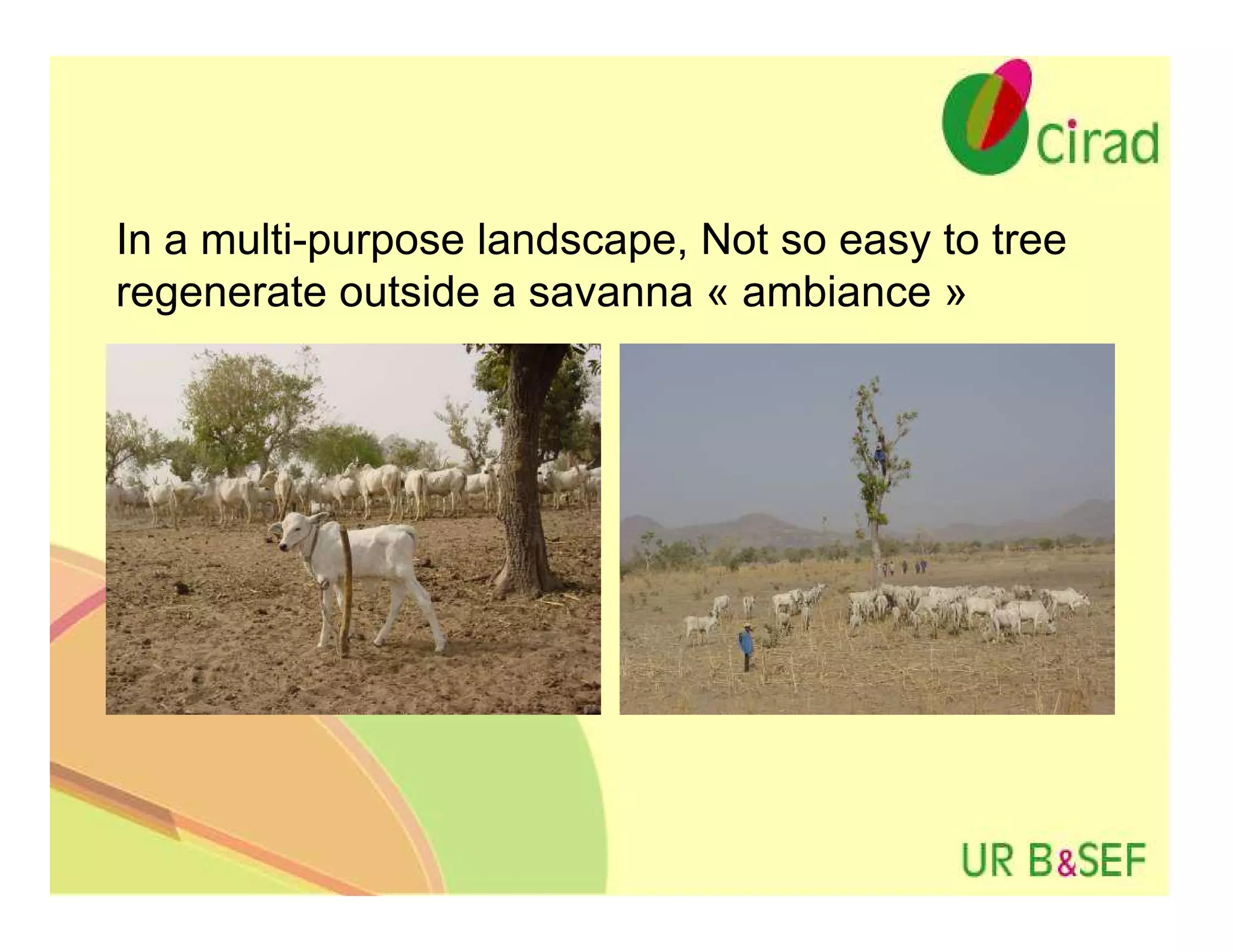 In a multi-purpose landscape, Not so easy to tree
regenerate outside a savanna « ambiance »
 