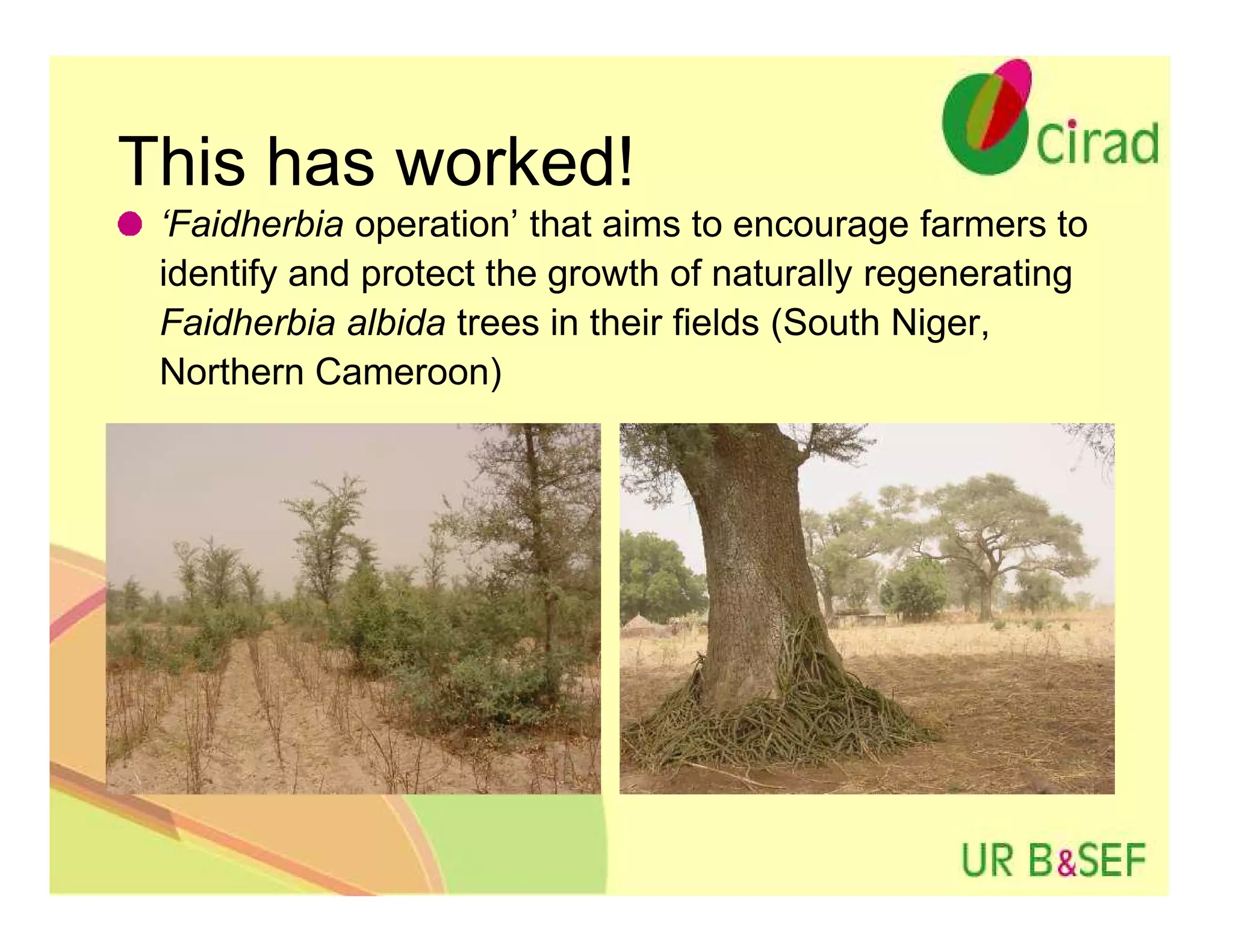 This has worked!
 ‘Faidherbia operation’ that aims to encourage farmers to
 identify and protect the growth of naturally regenerating
 Faidherbia albida trees in their fields (South Niger,
 Northern Cameroon)
 