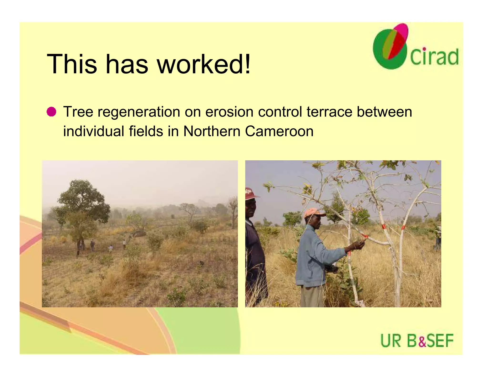 This has worked!
 Tree regeneration on erosion control terrace between
 individual fields in Northern Cameroon
 