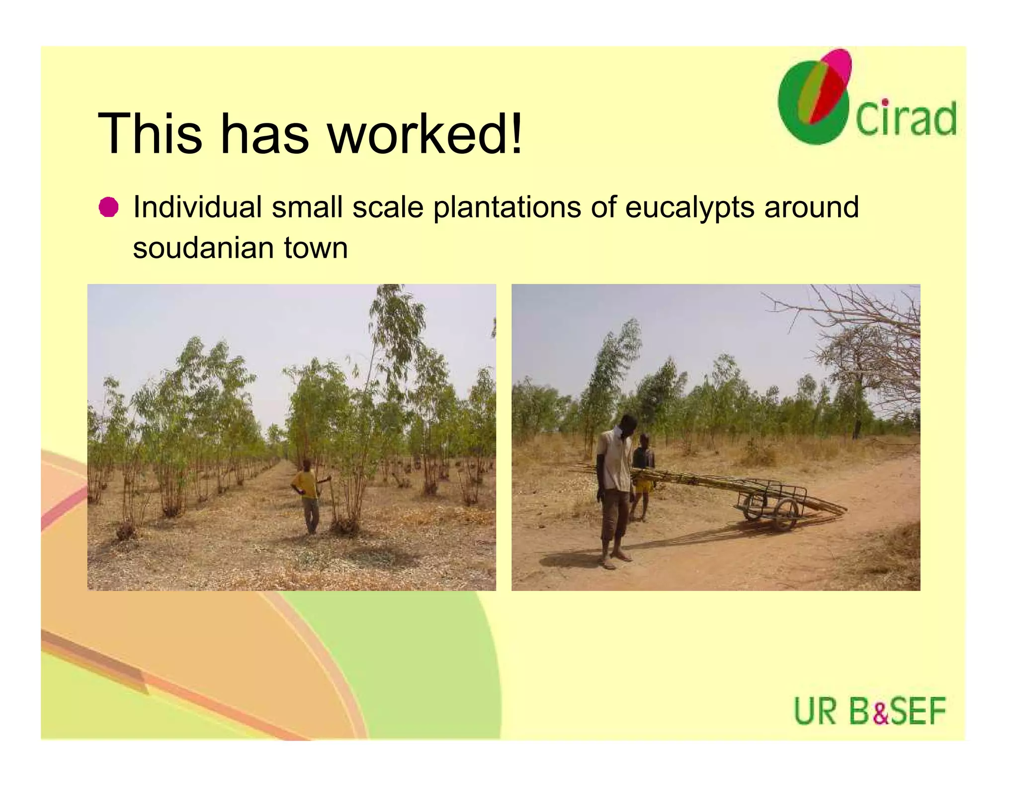 This has worked!
 Individual small scale plantations of eucalypts around
 soudanian town
 