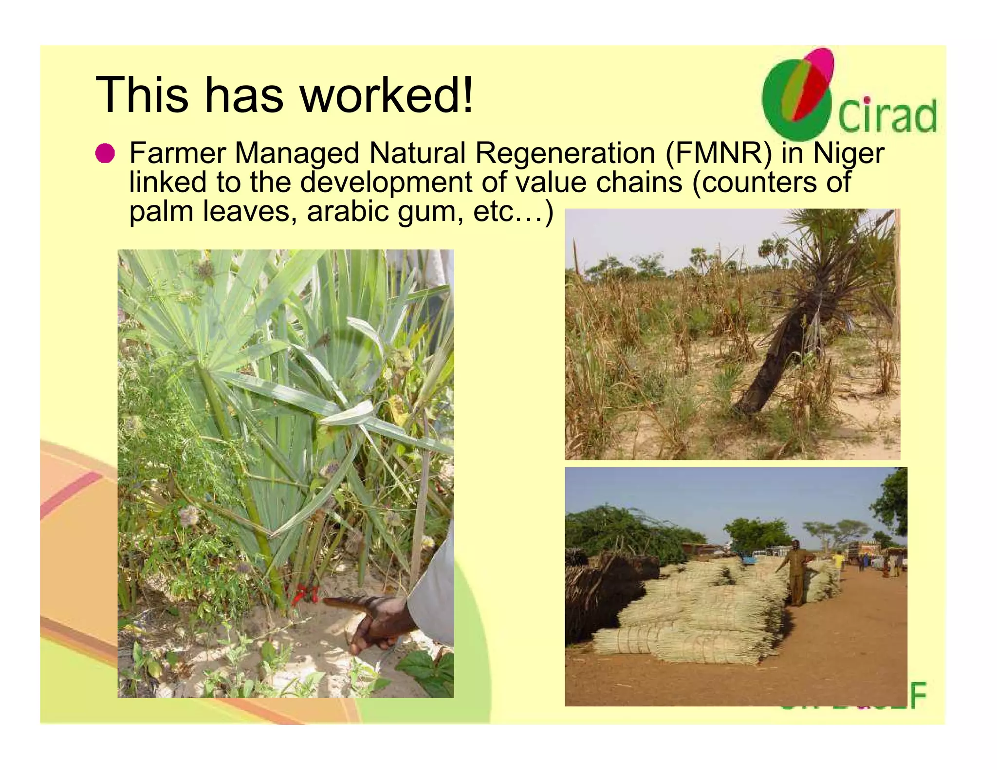 This has worked!
 Farmer Managed Natural Regeneration (FMNR) in Niger
 linked to the development of value chains (counters of
 palm leaves, arabic gum, etc…)
 