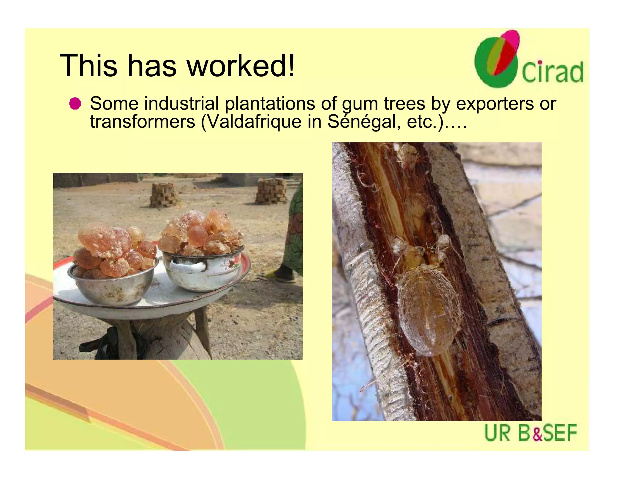 This has worked!
  Some industrial plantations of gum trees by exporters or
  transformers (Valdafrique in Sénégal, etc.)….
 