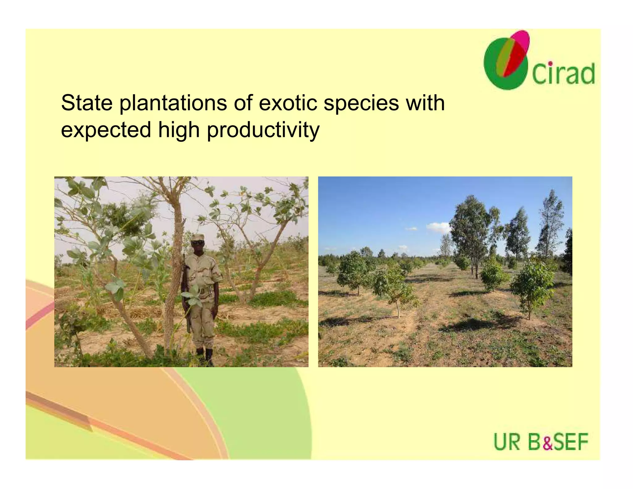 State plantations of exotic species with
expected high productivity
 