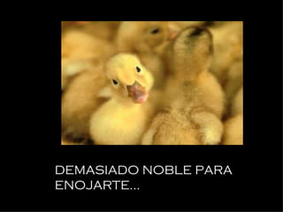 DEMASIADO NOBLE PARA ENOJARTE... 