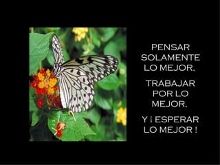 PENSAR SOLAMENTE LO MEJOR,  TRABAJAR POR LO MEJOR,  Y ¡ ESPERAR LO MEJOR ! 