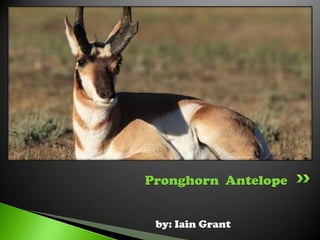 Pronghorn Antelope


 by: Iain Grant
 
