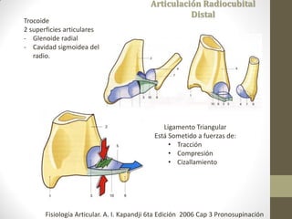 Articulación Radiocubital
Distal
Ligamento Triangular
Está Sometido a fuerzas de:
• Tracción
• Compresión
• Cizallamiento
Trocoide
2 superficies articulares
- Glenoide radial
- Cavidad sigmoidea del
radio.
Fisiología Articular. A. I. Kapandji 6ta Edición 2006 Cap 3 Pronosupinación
 