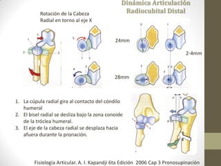 Dinámica Articulación
Radiocubital DistalRotación de la Cabeza
Radial en torno al eje X
24mm
28mm
2-4mm
1. La cúpula radial gira al contacto del cóndilo
humeral
2. El bisel radial se desliza bajo la zona conoide
de la tróclea humeral.
3. El eje de la cabeza radial se desplaza hacia
afuera durante la pronación.
Fisiología Articular. A. I. Kapandji 6ta Edición 2006 Cap 3 Pronosupinación
 