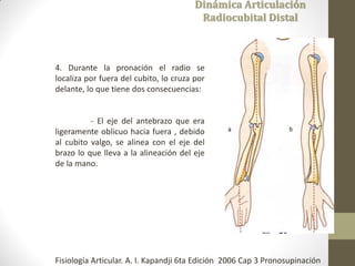 4. Durante la pronación el radio se
localiza por fuera del cubito, lo cruza por
delante, lo que tiene dos consecuencias:
- El eje del antebrazo que era
ligeramente oblicuo hacia fuera , debido
al cubito valgo, se alinea con el eje del
brazo lo que lleva a la alineación del eje
de la mano.
Dinámica Articulación
Radiocubital Distal
Fisiología Articular. A. I. Kapandji 6ta Edición 2006 Cap 3 Pronosupinación
 