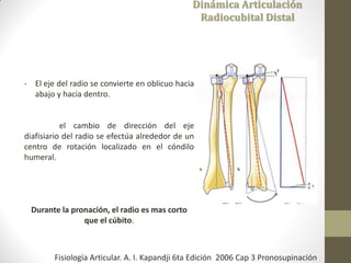 Dinámica Articulación
Radiocubital Distal
- El eje del radio se convierte en oblicuo hacia
abajo y hacia dentro.
el cambio de dirección del eje
diafisiario del radio se efectúa alrededor de un
centro de rotación localizado en el cóndilo
humeral.
Durante la pronación, el radio es mas corto
que el cúbito.
Fisiología Articular. A. I. Kapandji 6ta Edición 2006 Cap 3 Pronosupinación
 