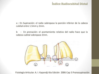 a : En Supinación: el radio sobrepasa la porción inferior de la cabeza
cubital entre 1.5mm y 2mm.
b : En pronación: el acortamiento relativo del radio hace que la
cabeza cubital sobrepase 2mm.
Índice Radiocubital Distal
Fisiología Articular. A. I. Kapandji 6ta Edición 2006 Cap 3 Pronosupinación
 
