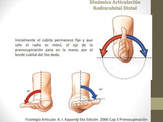 Dinámica Articulación
Radiocubital Distal
Inicialmente el cúbito permanece fijo y que
sólo el radio es móvil, el eje de la
pronosupinación pasa en la mano, por el
borde cubital del 5to dedo.
Fisiología Articular. A. I. Kapandji 6ta Edición 2006 Cap 3 Pronosupinación
 
