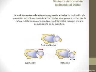 Fisiología Articular. A. I. Kapandji 6ta Edición 2006 Cap 3 Pronosupinación
Dinámica Articulación
Radiocubital Distal
La posición neutra es la máxima congruencia articular. La supinación y la
pronación son entonces posiciones de relativa incongruencia, en las que la
cabeza cubital no contacta con la cavidad sigmoidea mas que por una
pequeña parte de su superficie.
Supinación
Posición Neutra
Pronación
 
