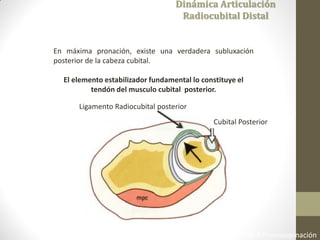 Fisiología Articular. A. I. Kapandji 6ta Edición 2006 Cap 3 Pronosupinación
Dinámica Articulación
Radiocubital Distal
En máxima pronación, existe una verdadera subluxación
posterior de la cabeza cubital.
El elemento estabilizador fundamental lo constituye el
tendón del musculo cubital posterior.
Cubital Posterior
Ligamento Radiocubital posterior
 
