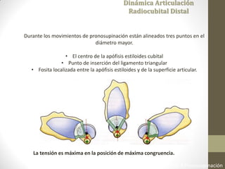 Fisiología Articular. A. I. Kapandji 6ta Edición 2006 Cap 3 Pronosupinación
Dinámica Articulación
Radiocubital Distal
Durante los movimientos de pronosupinación están alineados tres puntos en el
diámetro mayor.
• El centro de la apófisis estiloides cubital
• Punto de inserción del ligamento triangular
• Fosita localizada entre la apófisis estiloides y de la superficie articular.
La tensión es máxima en la posición de máxima congruencia.
 