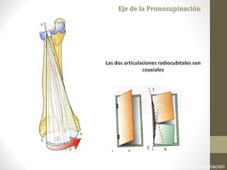 Fisiología Articular. A. I. Kapandji 6ta Edición 2006 Cap 3 Pronosupinación
Eje de la Pronosupinación
Las dos articulaciones radiocubitales son
coaxiales
 