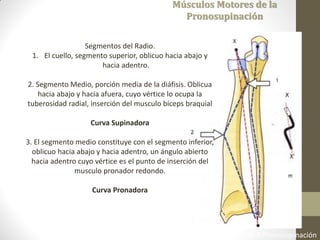 Fisiología Articular. A. I. Kapandji 6ta Edición 2006 Cap 3 Pronosupinación
Músculos Motores de la
Pronosupinación
Segmentos del Radio.
1. El cuello, segmento superior, oblicuo hacia abajo y
hacia adentro.
2. Segmento Medio, porción media de la diáfisis. Oblicua
hacia abajo y hacia afuera, cuyo vértice lo ocupa la
tuberosidad radial, inserción del musculo bíceps braquial
Curva Supinadora
3. El segmento medio constituye con el segmento inferior,
oblicuo hacia abajo y hacia adentro, un ángulo abierto
hacia adentro cuyo vértice es el punto de inserción del
musculo pronador redondo.
Curva Pronadora
 