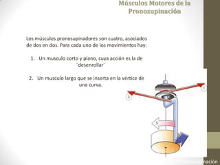 Fisiología Articular. A. I. Kapandji 6ta Edición 2006 Cap 3 Pronosupinación
Músculos Motores de la
Pronosupinación
Los músculos pronosupinadores son cuatro, asociados
de dos en dos. Para cada uno de los movimientos hay:
1. Un musculo corto y plano, cuya acción es la de
¨desenrollar¨
2. Un musculo largo que se inserta en la vértice de
una curva.
 