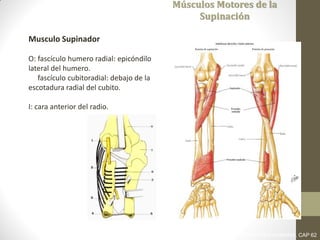 Músculos Motores de la
Supinación
Musculo Supinador
O: fascículo humero radial: epicóndilo
lateral del humero.
fascículo cubitoradial: debajo de la
escotadura radial del cubito.
I: cara anterior del radio.
LATARJET RUIZ. ANATOMIA HUMANA. CAP 62
 
