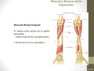 Músculos Motores de la
Supinación
Musculo Bíceps braquial
O: cabeza corta vértice de la apófisis
coracoides.
cabeza larga borde supraglenoideo.
I: vértice de la curva supinadora.
LATARJET RUIZ. ANATOMIA HUMANA. CAP 62
 