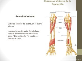 Músculos Motores de la
Pronación
Pronador Cuadrado
O: borde anterior del cubito, en su cuarto
inferior.
I: cara anterior del radio. Enrollado en
torno al extremo inferior del cubito:
actúa ¨desenrollando¨ ¨el cubito en
relación al radio.
LATARJET RUIZ. ANATOMIA HUMANA. CAP 62
 