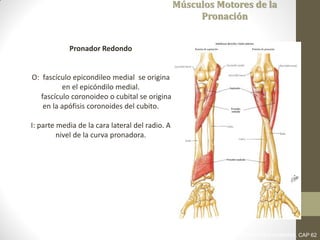 Músculos Motores de la
Pronación
Pronador Redondo
O: fascículo epicondileo medial se origina
en el epicóndilo medial.
fascículo coronoideo o cubital se origina
en la apófisis coronoides del cubito.
I: parte media de la cara lateral del radio. A
nivel de la curva pronadora.
LATARJET RUIZ. ANATOMIA HUMANA. CAP 62
 